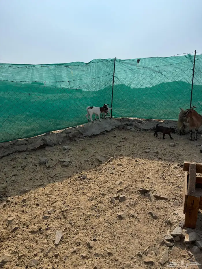 عرض وبيع ماعز قزم أليفه ومنتجه 4