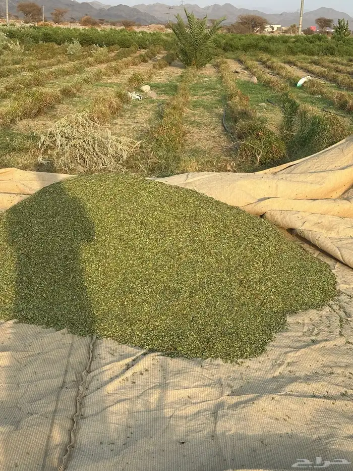 حناء وسدر 13