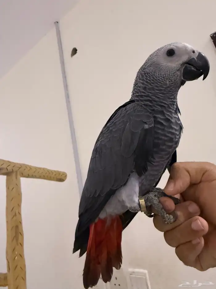 للبيع فرخ كاسكو 3