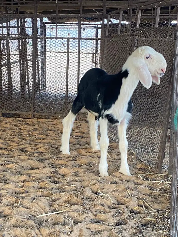خروف نجدي صنف 0