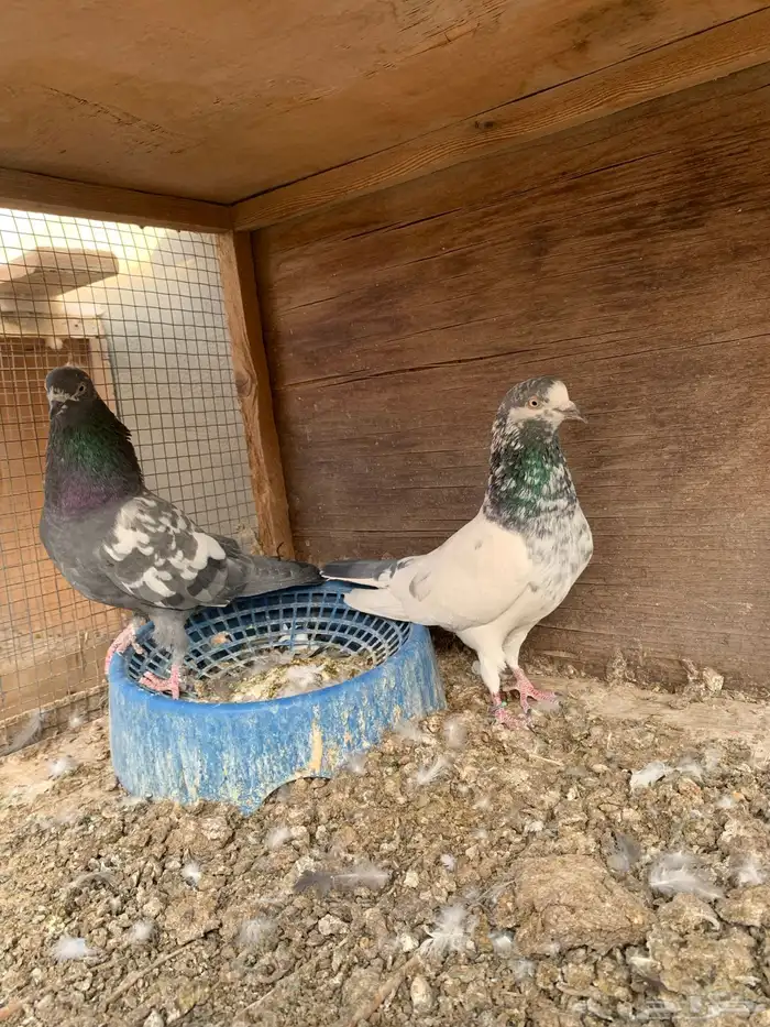 حمام باكستاني للبيع 0