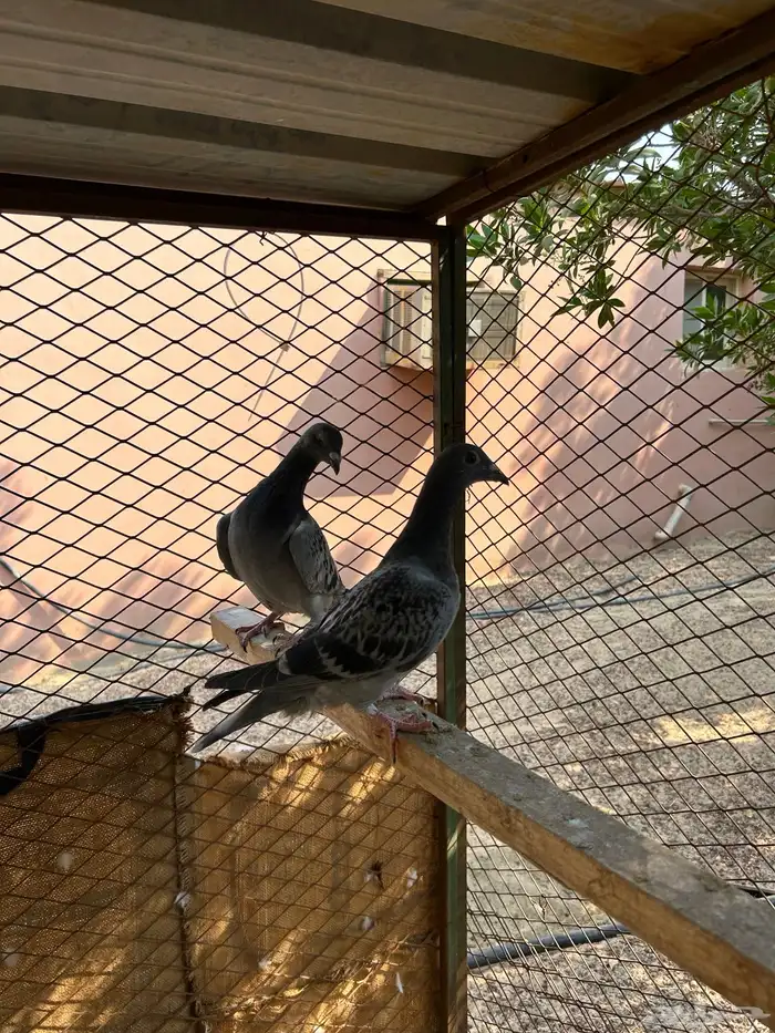 طبه زاجل سباق 3