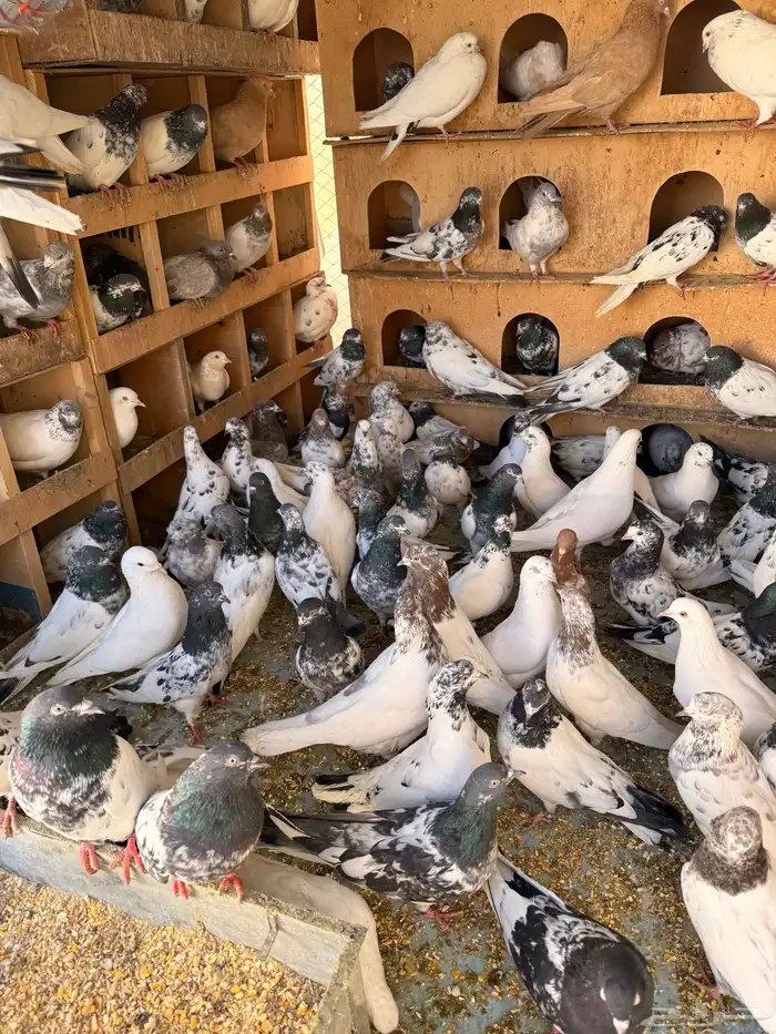 حمام بكستانية توب 12