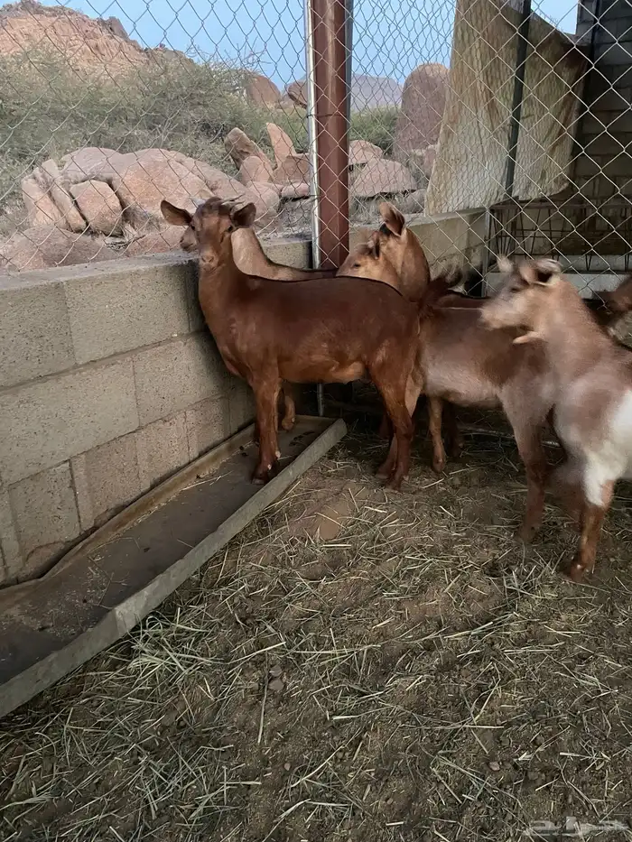 عنقاان مقاني 3