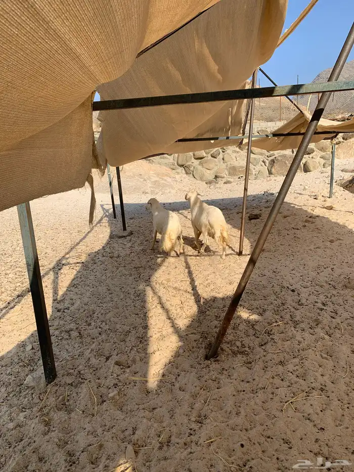 فحول كفو للبيع 2