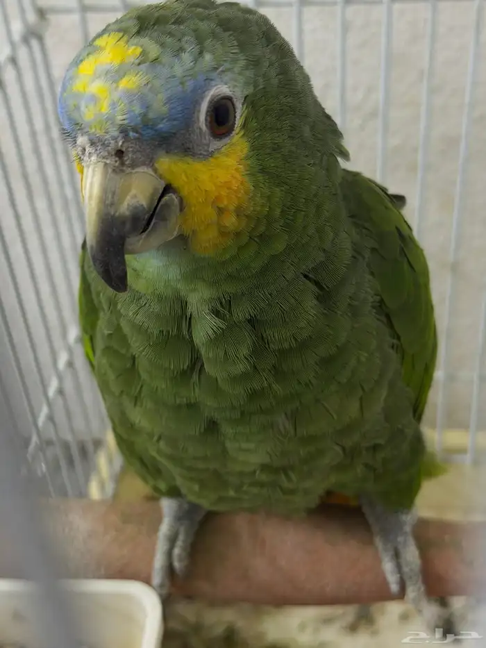 بغبغا امزوني النوع اورنج وينج 0