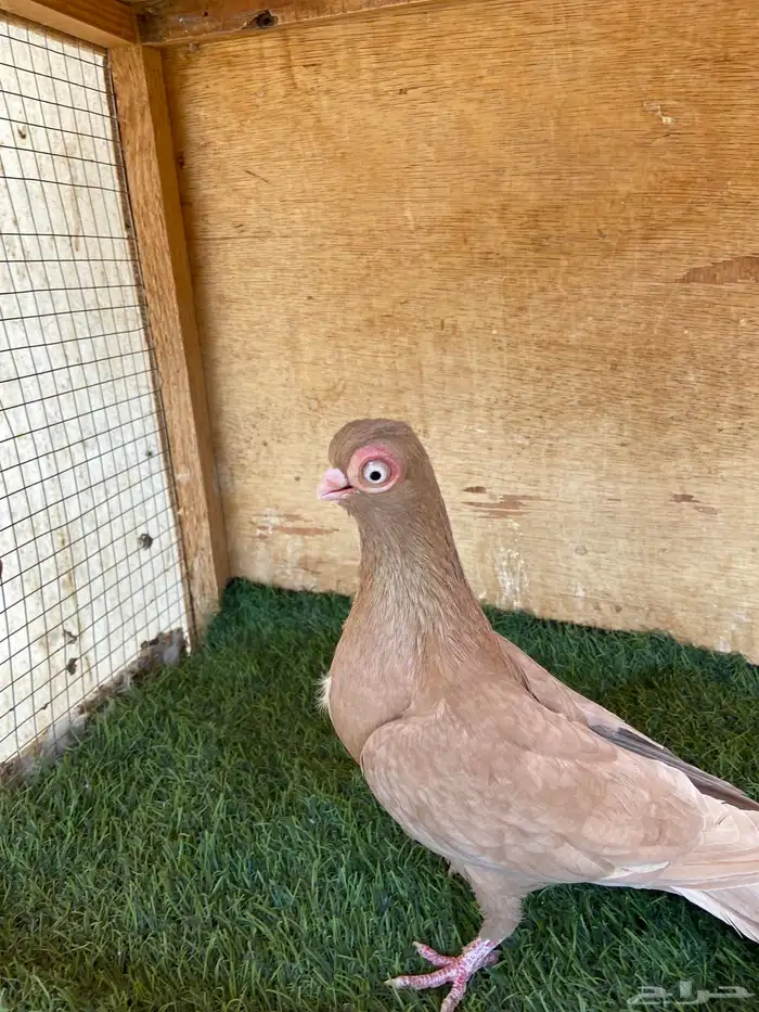 ذكر كوري اصفر 0