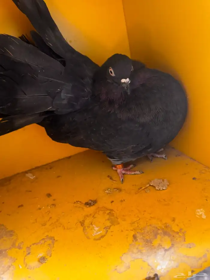 جوز هزازي اسود بلمعه فناتل 1