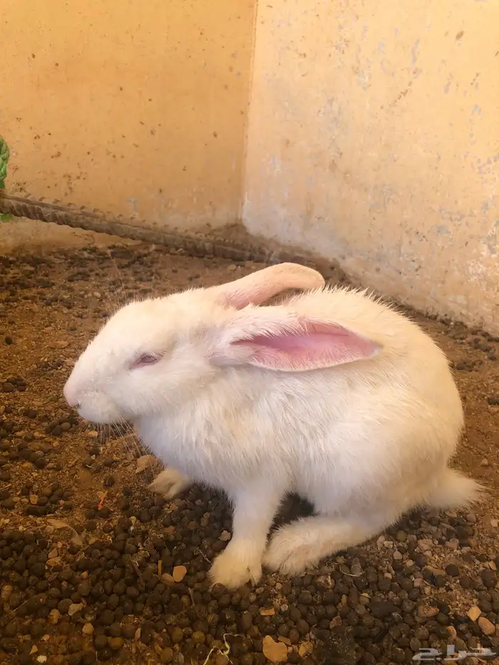 أرانب للبيع على السوم 2