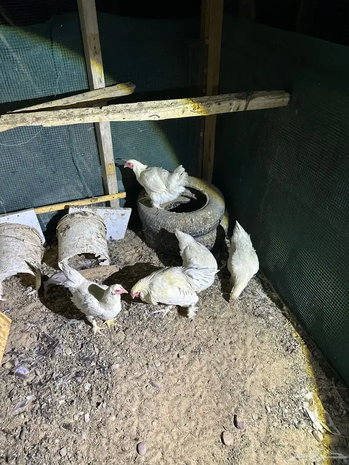 دجاج تركي اللوان تفتح النفس ماشاء الله والبيع سمح 0