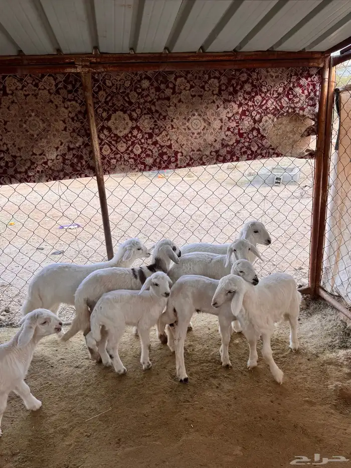 8 روس من ضان شهران ولد يتبعها 9 6