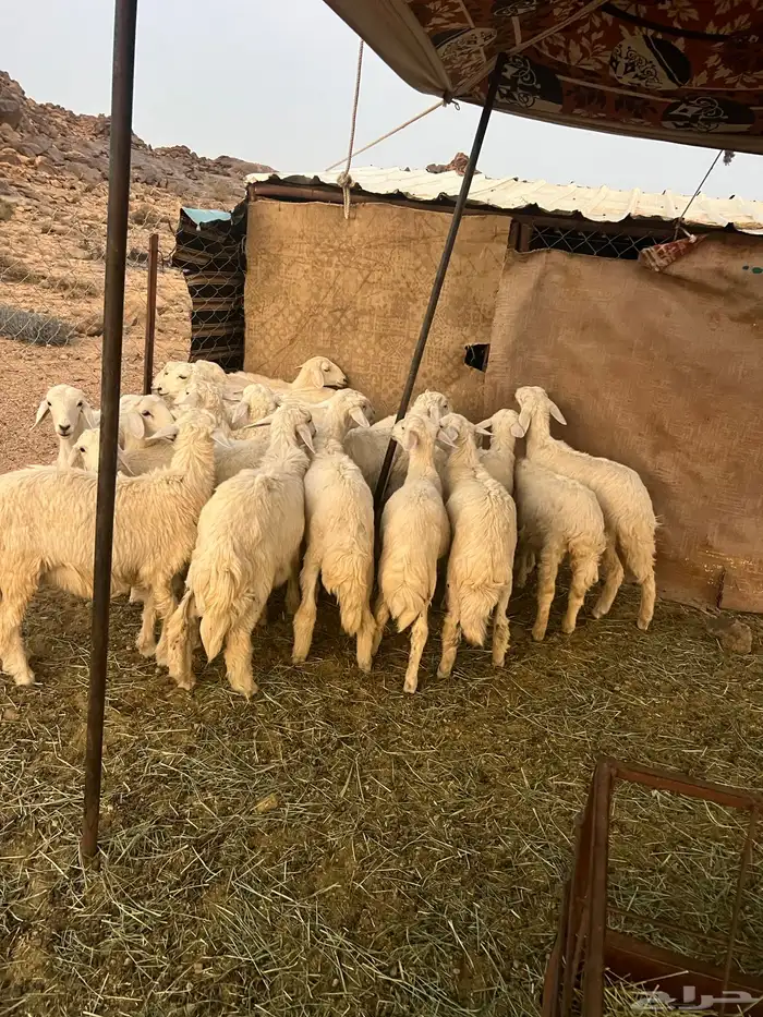 بهم كفوو العدد21 0