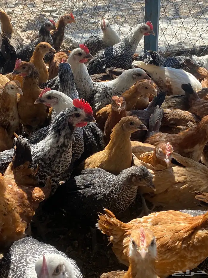 فراريج بلدي فواتح 11