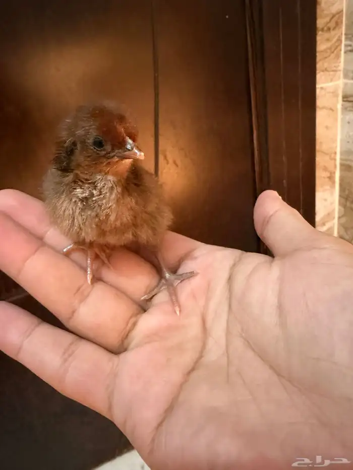 صوص دجاج صغير للبيع 4