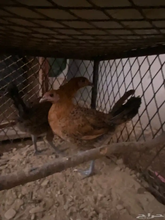 دجاج للبيع 4