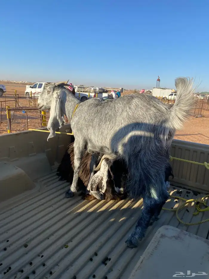 البيع ماعزا دفيع 0