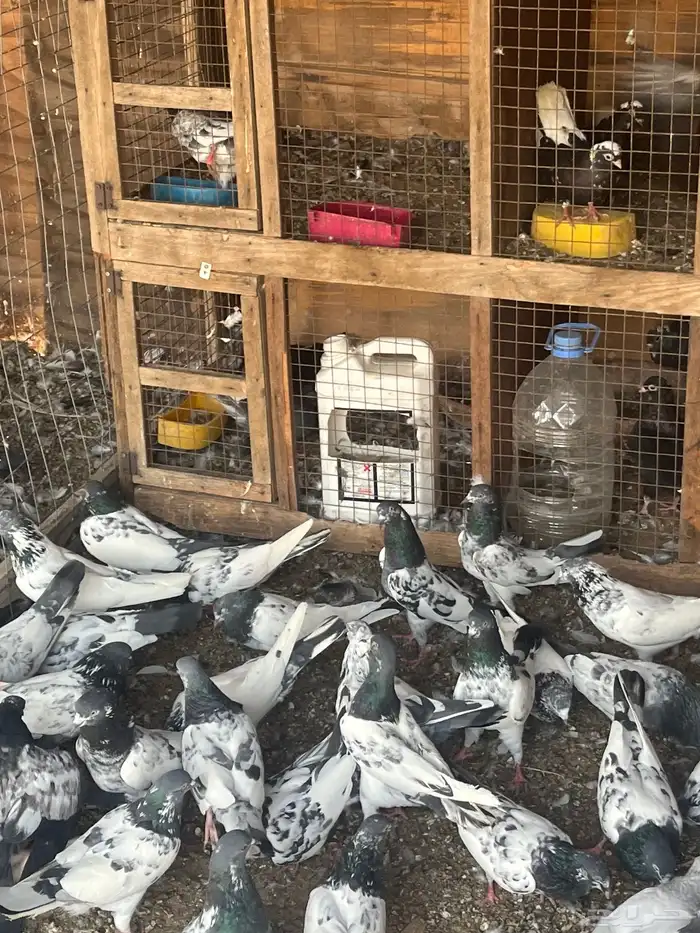 حمام باكستاني 0