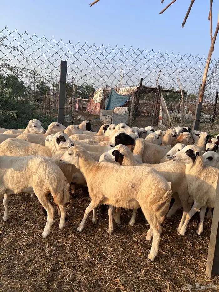 رخال رفيدي من 700 5