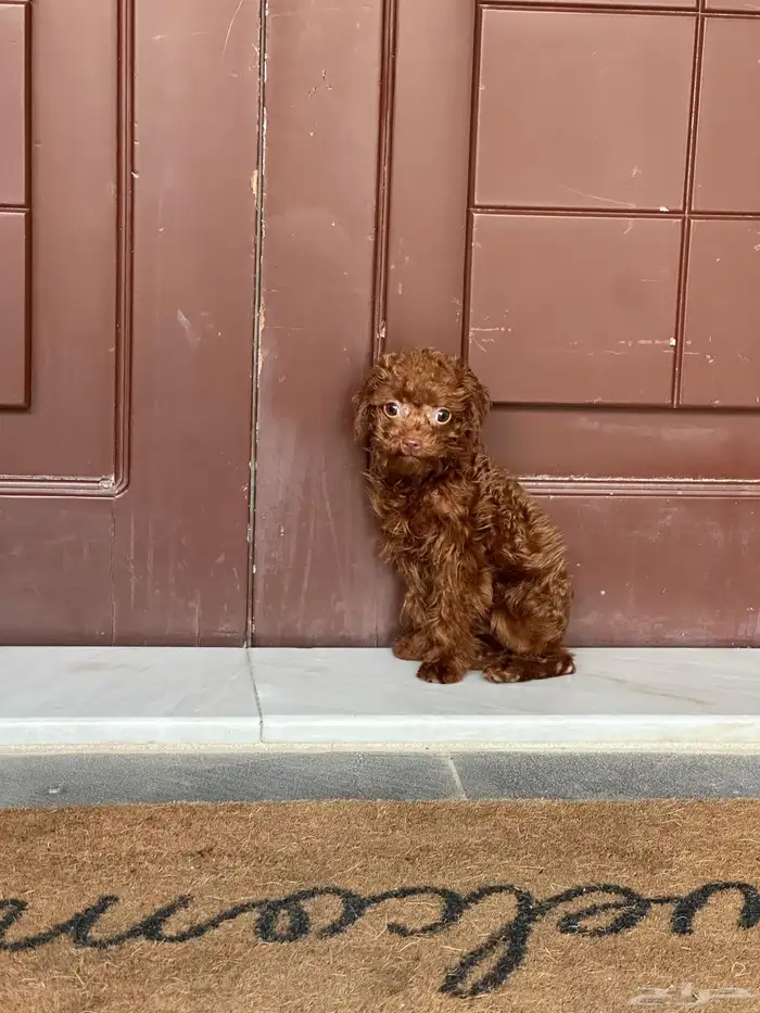 تي كب بودل استيراد من الصين 6