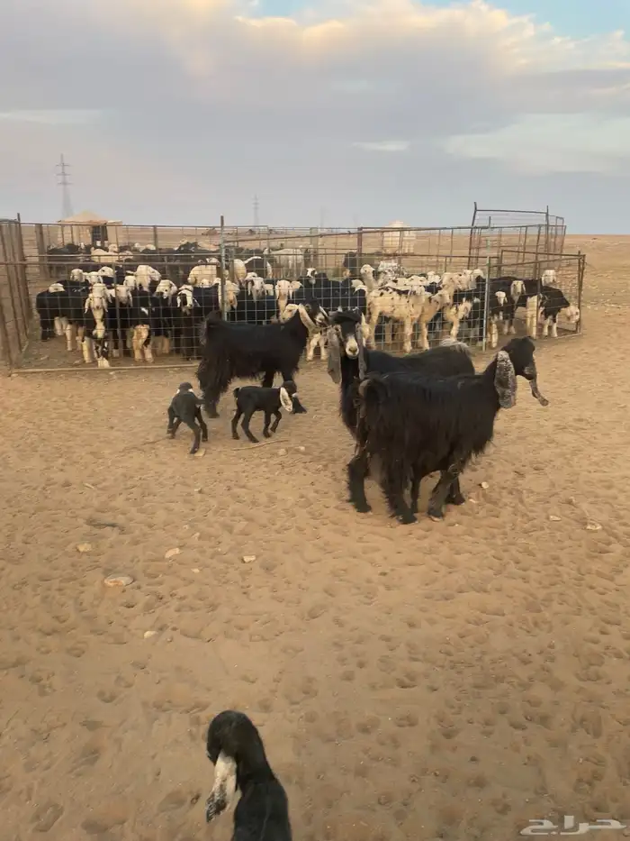 معزاء مواليد 1