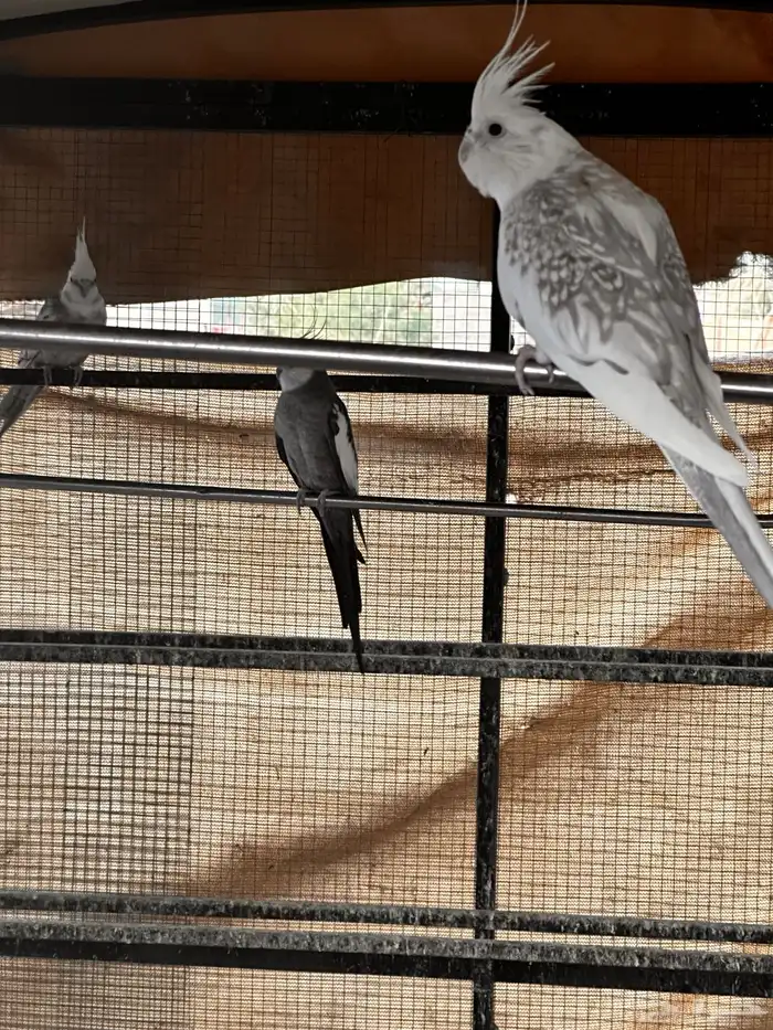 كروان هولندي 0