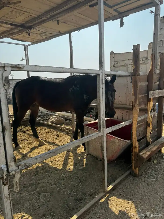 ثنين خيول للبيع 1