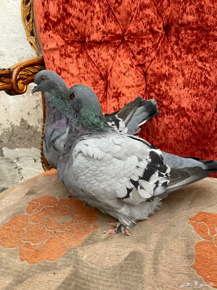 حمام فريش مهبط 9