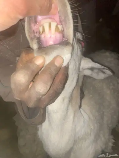 خروف فحل للبيع index