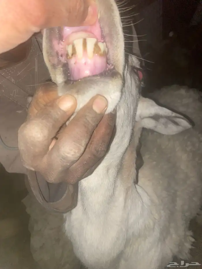 خروف فحل للبيع 1