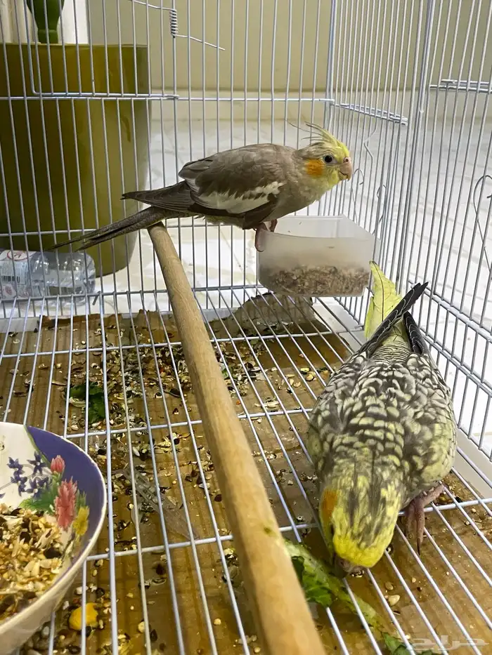 ببغاء كروان للبيع 1