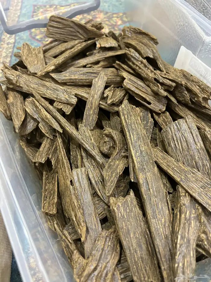 عود سومطري محسن 0