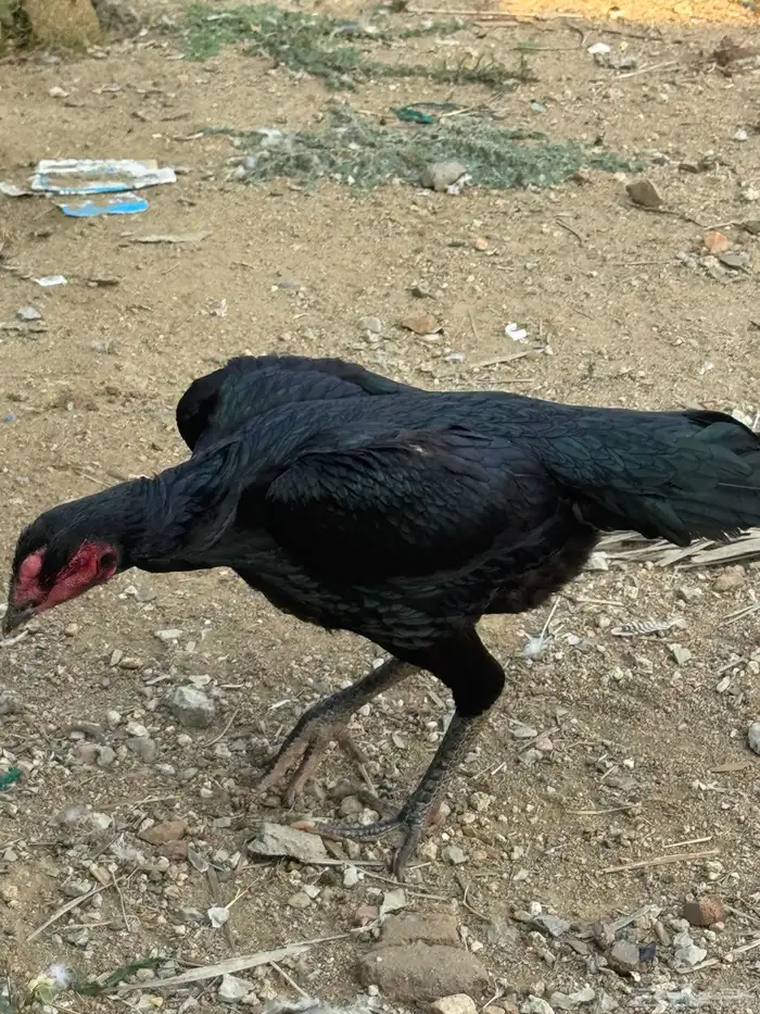 دجاجه شامو الماني 7