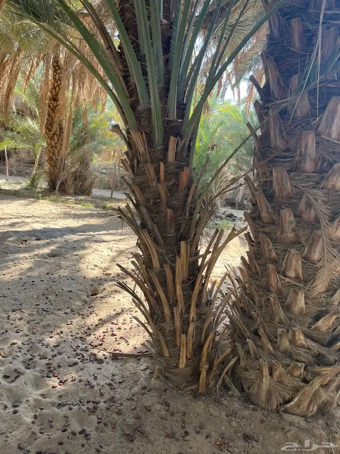 قلع وتوريد جميع انواع النخيل صغري برني شكل وتوصيل 7