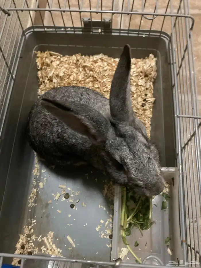 ارنب للبيع الدمام 1