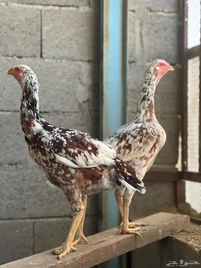 دجاجتين سنود بيور 0