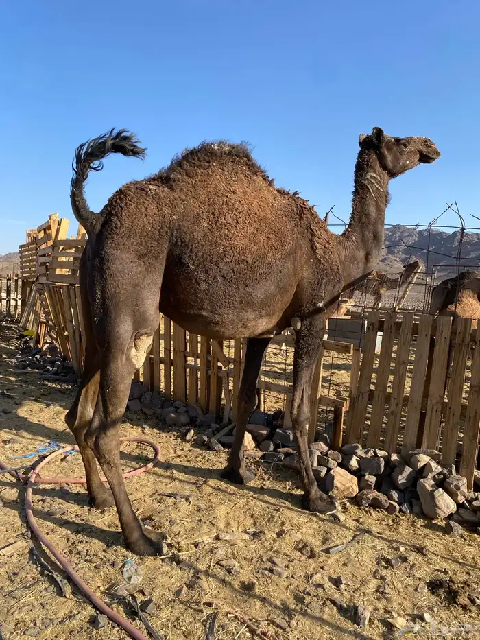 بكره ثنو ملاقي الي فبطنها ثانيها صغيرة سن الحد 8500 0