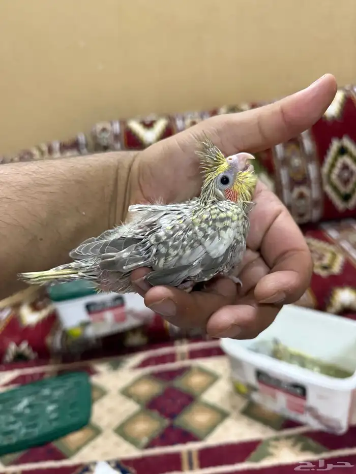 للبيع فرخين كروان 1