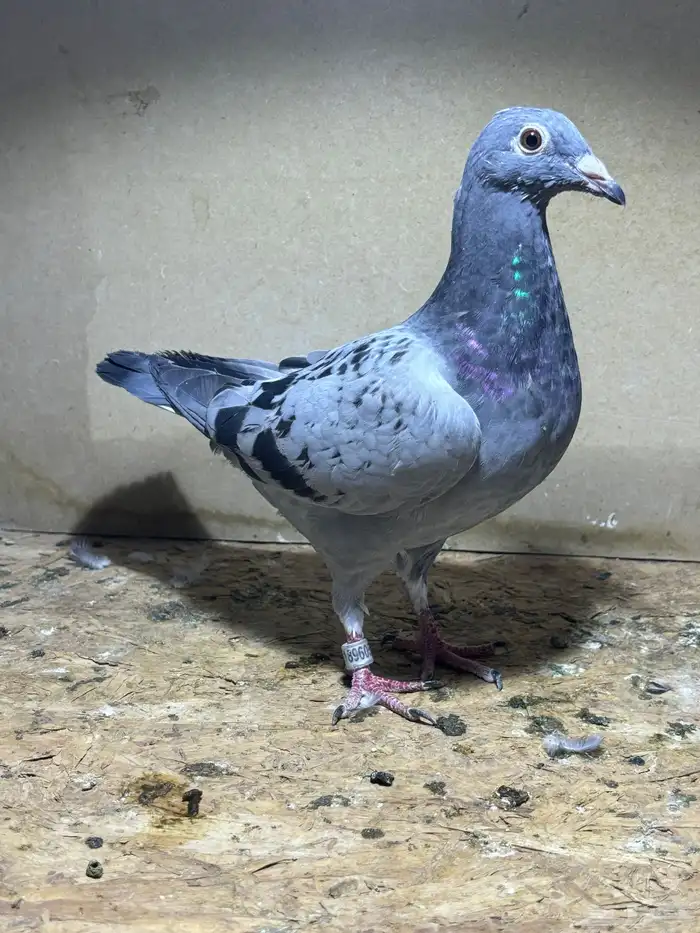 حمام زاجل سباق 1