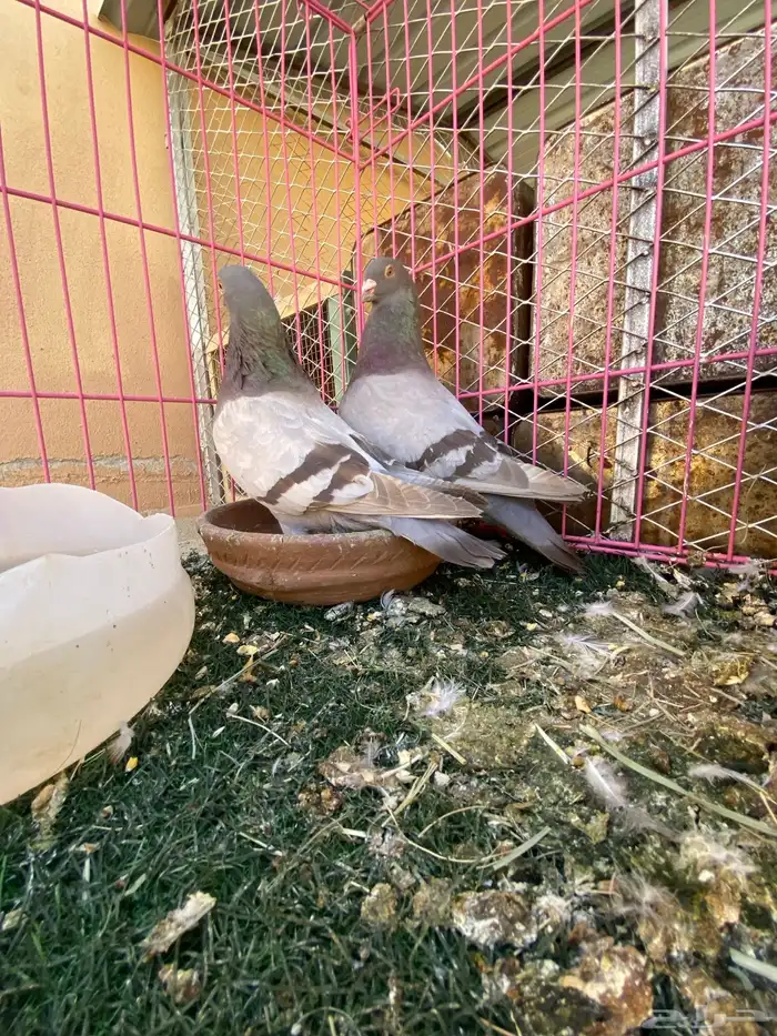 للبيع حمام 9