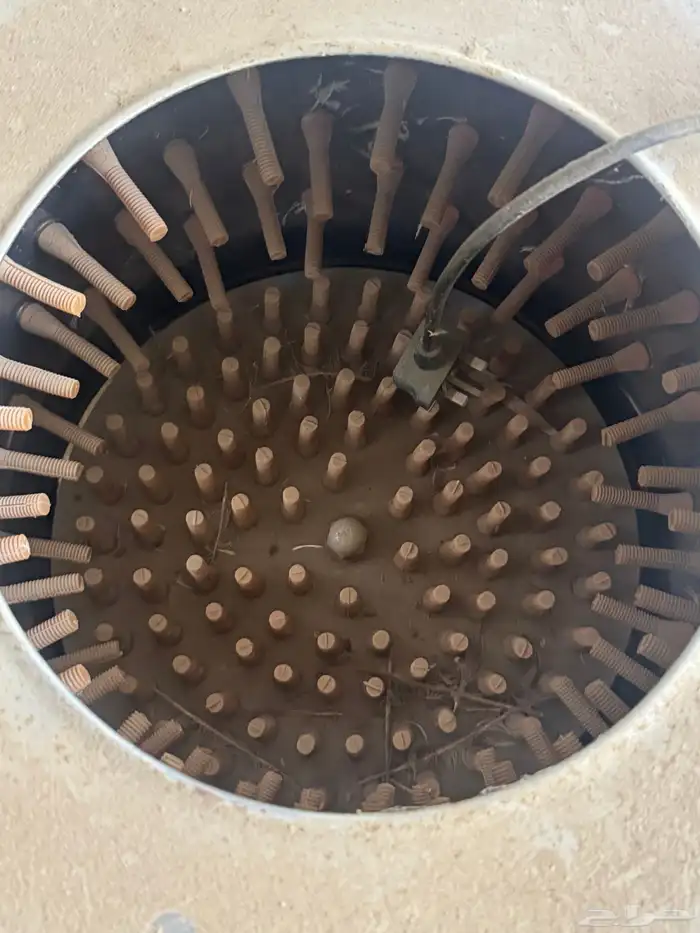 فقاسة - نتافه 1