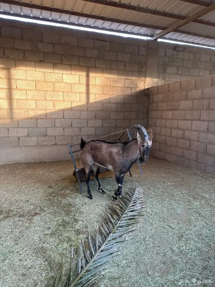 تيس هجين درجة اولى 1