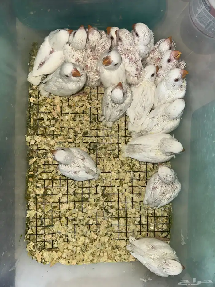 فروخ روز البينو صافي ومميزه وهدد قريب 1