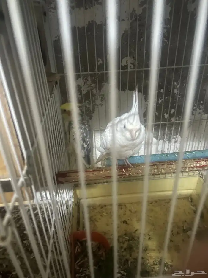 سلام عليكم جوز كروان 0