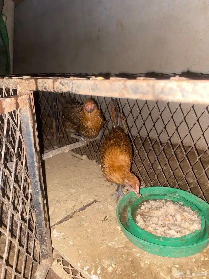 دجاج للبيع 0