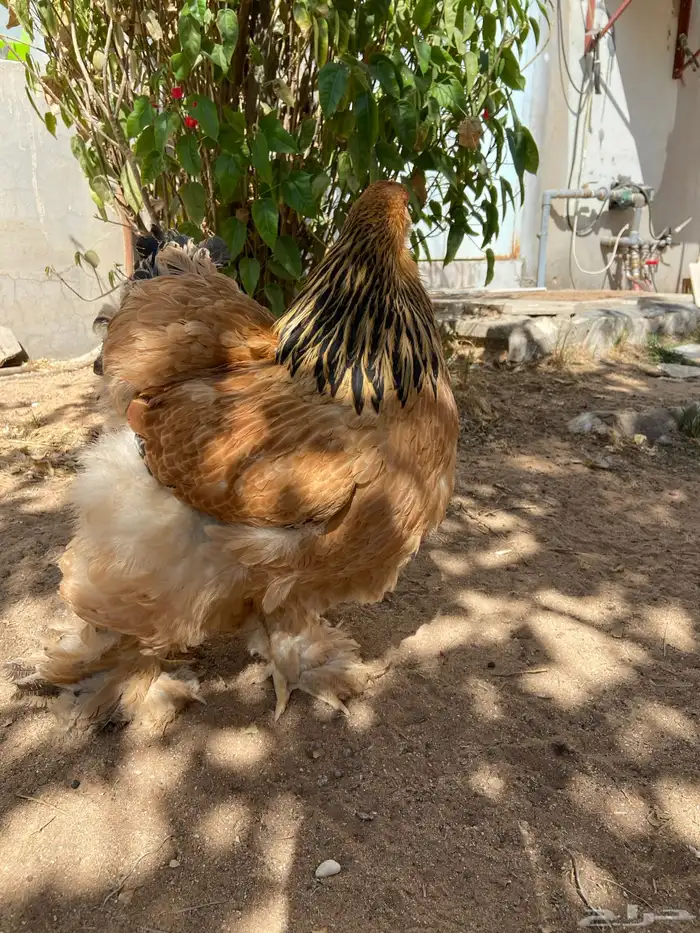 براهما توب فاخر 2