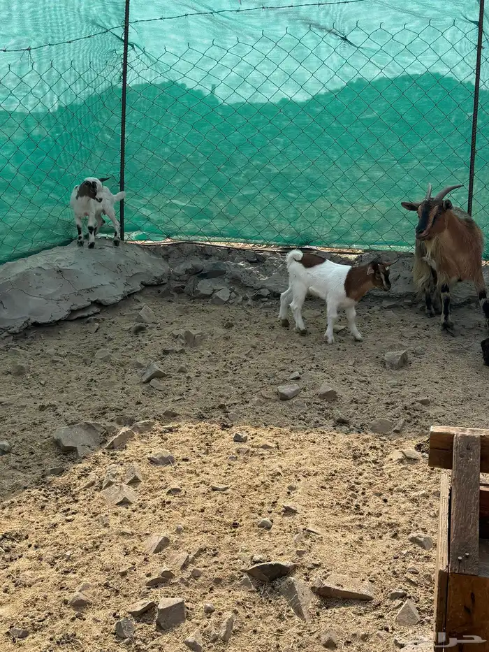 عرض وبيع ماعز قزم أليفه ومنتجه 5