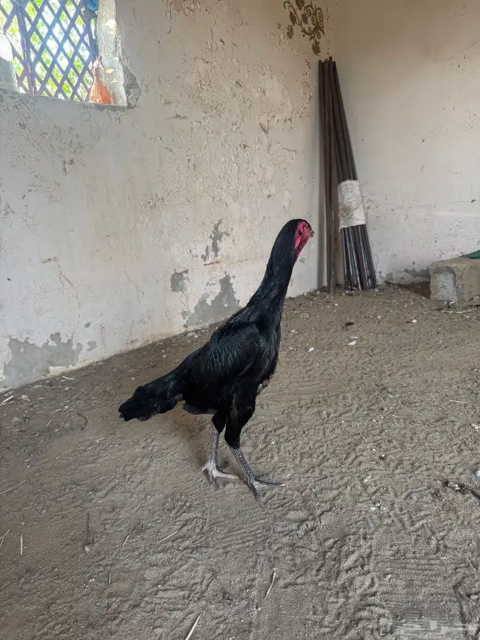 دجاجه شامو الماني 10
