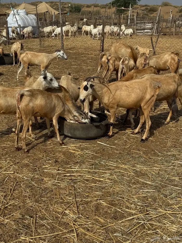 50 راس ماعز للبيع 1