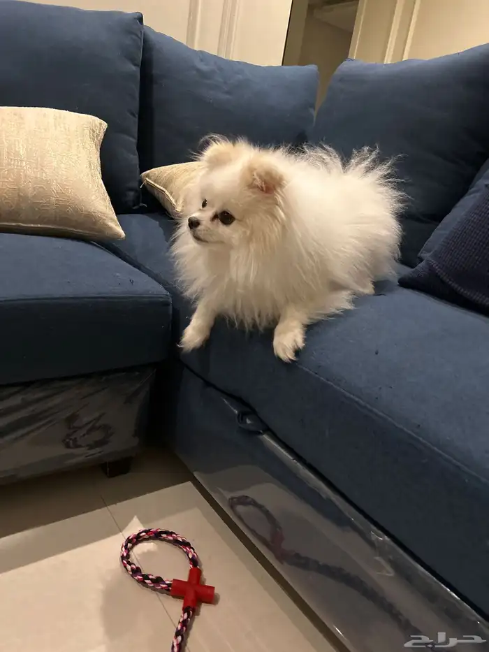 الخبر  العقربيه 2