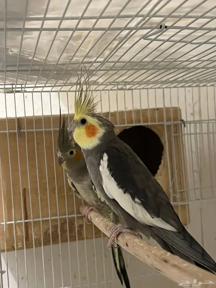 زوج كروان بكستاني منتج 0